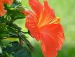 Flor naranja de hibisco