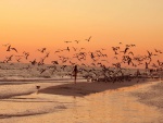 Gaviotas volando sobre la playa