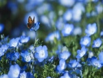 Mariposa en un campo de flores azules