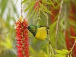 El colibrí bebiendo néctar