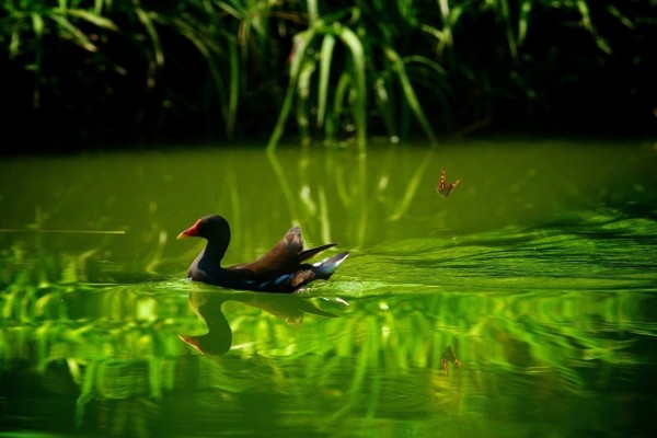 Un pato y una mariposa en un estanque