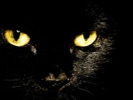 Impresionante cara de un gato negro