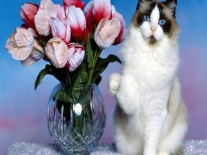 Un gato y un jarrón con flores