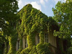 Casa cubierta por plantas verdes