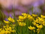 Florecillas amarillas y hierba verde