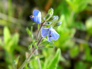 Postal: Rama con pequeñas flores azules