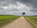 Un árbol al final del camino