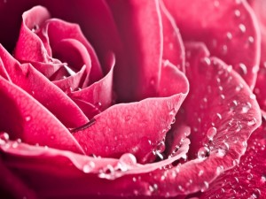 Gotas de agua en los pétalos de la rosa