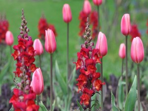 Tulipanes rosas en un jardín