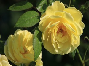 Rosas amarillas en los rosales
