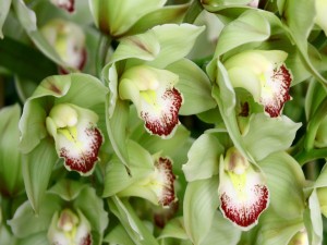 Conjunto de orquídeas