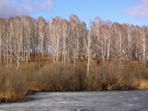 Postal: Grupo de árboles cerca del agua en invierno