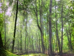 Bosque verde iluminado por el sol