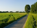 Estrecha carretera en un campo verde