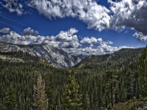 Postal: Grandes pinos en la montaña