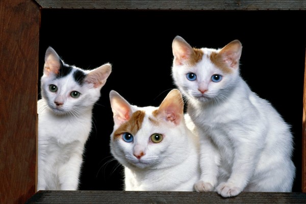 Gatos con ojos de varios colores