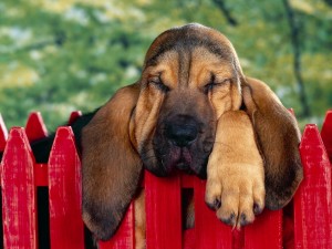 Perro dormido sobre la valla