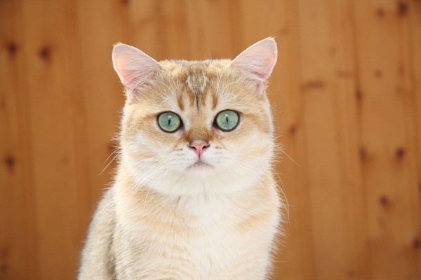 Gato con bonitos ojos