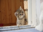 Gatito curioso en la ventana