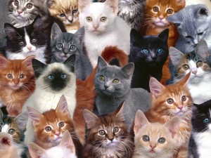 Muchos gatos diferentes
