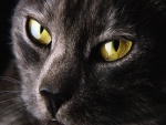 Gato con ojos grandes
