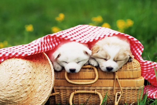 Perritos de picnic