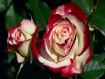 Rosas de dos colores
