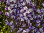 Flores púrpuras y blancas