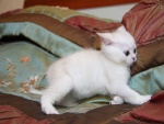 Gatito blanco jugando en la cama