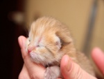 Gatito recién nacido