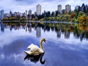 Cisne en el parque de la ciudad