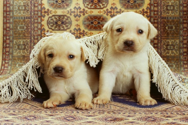 Dos perritos bajo la alfombra