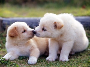 Perros besándose