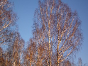 Árboles sin hojas y el cielo azul