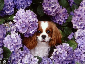 Postal: Perro entre las hortensias