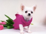 Chihuahua con jersey rosa