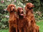 Tres perros marrones