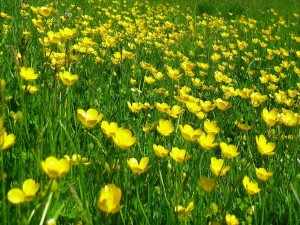 Flores amarillas en un campo verde
