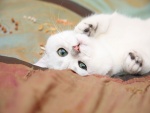 Gato blanco con bonitos ojos