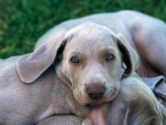 Perro con los ojos azules