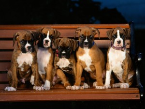 Postal: Perros sobre un banco de madera