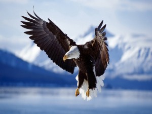 Águila calva con las alas extendidas