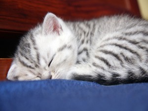 Postal: Gatito con rayas dormido