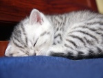 Gatito con rayas dormido