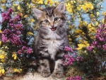 Gatito feliz entre las flores