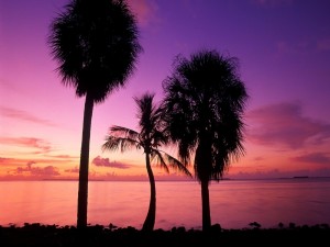 Postal: Tres palmeras junto al mar