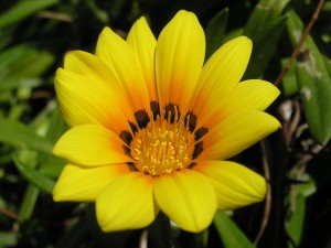 Gran flor amarilla