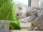 Gato curioso con las plantas