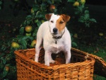 Perro en la cesta de las manzanas