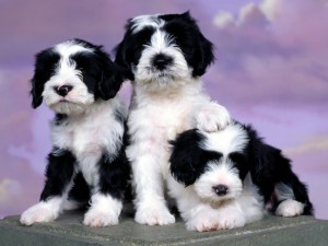 Postal: Tres perros de color blanco y negro